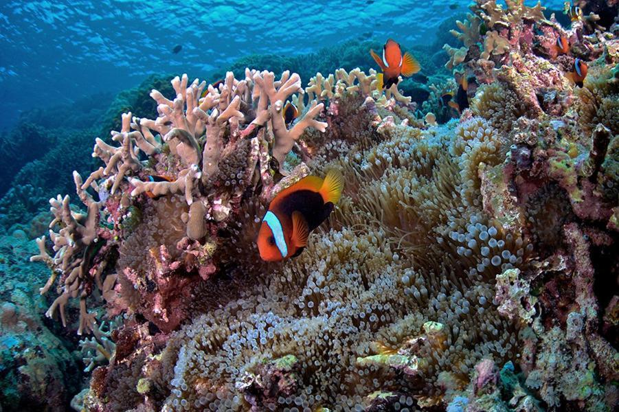 Guesthouse The 4 Fish Manado Bagian luar foto