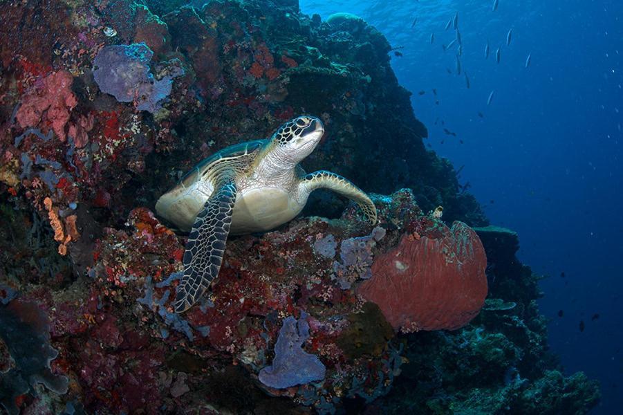 Guesthouse The 4 Fish Manado Bagian luar foto